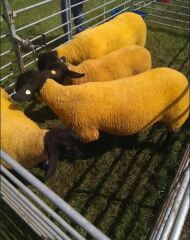 Thread 13 - TalkLair: “I say we take off and nuke the entire site from orbit. It's the only way to be sure.”