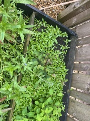 How much of this is weeds?