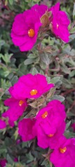 What's in flower in your garden right now?