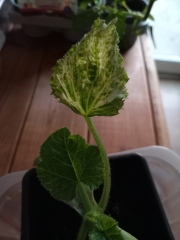 To plant or dispose of?