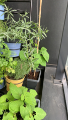 The Vegetable Patch 2024/2025