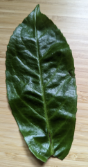 Which one is cherry laurel?