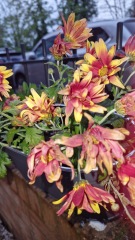 Why are My flowers dying