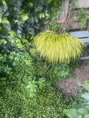 Container plant for full shade?