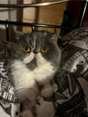 Paws crossed for Penelope's eye.