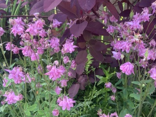 What's in flower in your garden right now?