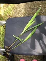 What is this plant please?