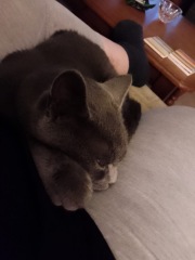 Machiavellian Misbehaviour- the Excellent Cats Deny Everything