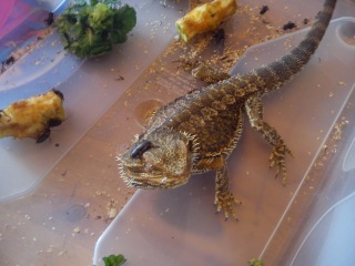 What are bearded dragons really like as pets