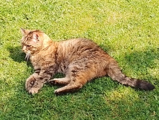 Machiavellian Misbehaviour- the Excellent Cats Deny Everything