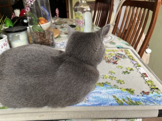 Machiavellian Misbehaviour- the Excellent Cats Deny Everything