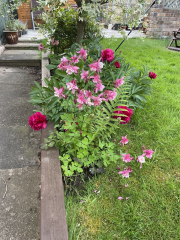 Peony Advice
