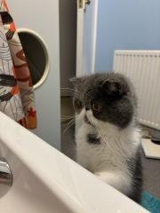 Paws crossed for Penelope's eye.