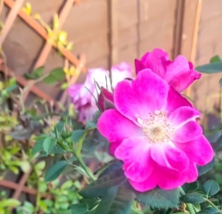 Any idea about this rose?