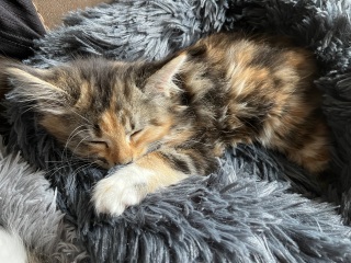 New kitten - should we have 1 or 2?