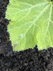 Courgette plants struggling
