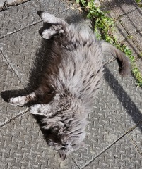 TC part 6.  The Furry Menace.
