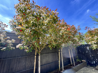 Privacy trees for very small garden