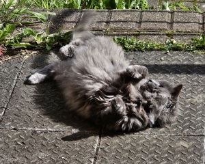 TC part 6.  The Furry Menace.