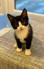 Kittens will only go to the toilet when I am here