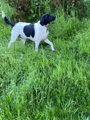 What mix is my dog ( photo included)