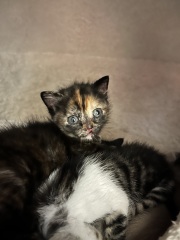 My new foster kittens