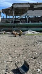 Ukraine Invasion: Part 49