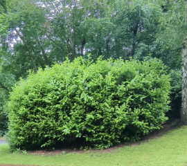 Which one is cherry laurel?