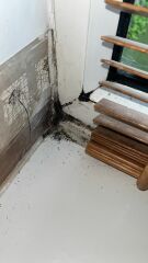 Is this wet rot?