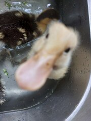 Ukraine Invasion: Part 48