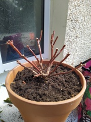 my poor Rhododendron