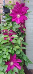 What's in flower in your garden right now?