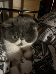 Paws crossed for Penelope's eye.