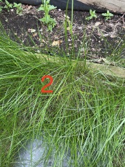 Help identify these grasses (pics)