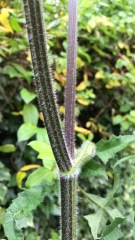 Please can you identify if this is giant hogweed?
