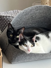 How are 2 cats different to having 1?