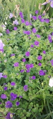 What's in flower in your garden right now?
