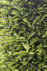 Which one is cherry laurel?