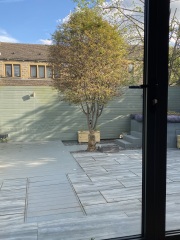 Cherry tree- disease?