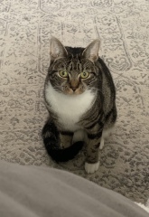 How can I get my cat to lose weight?