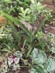 What is this plant please?