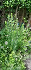 Is this the dreaded mare's tail?