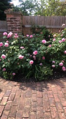 What's in flower in your garden right now?