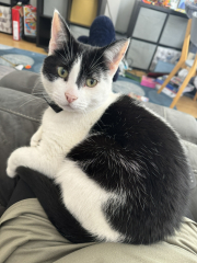 Machiavellian Misbehaviour- the Excellent Cats Deny Everything
