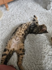 New cats - knocking stuff over and bonded pairs