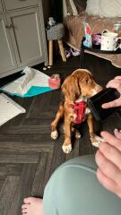 Puppy Survival Thread for New and Old Pups - Spring is around the corner!