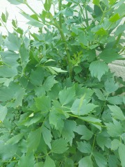 Plant Identification