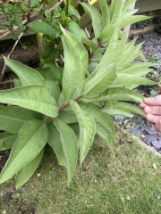 Mystery plant - help please!