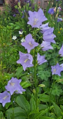 What's in flower in your garden right now?