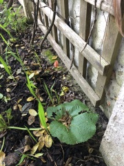 What is this plant please?